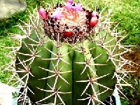 Melocactus neryi v. schulzianus Voltzberg Inselberg, Surinam ©Jean Benezet.JPG